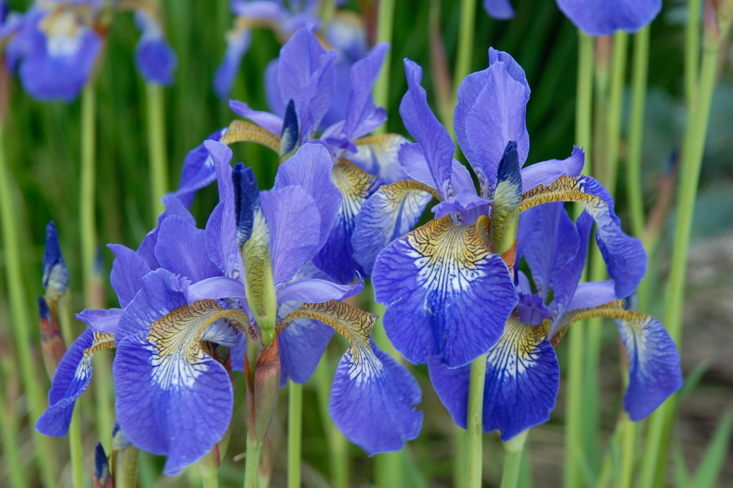 Siberian Iris
